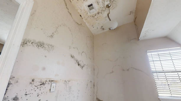 Forensic Mold Investigation in Masonville, KY