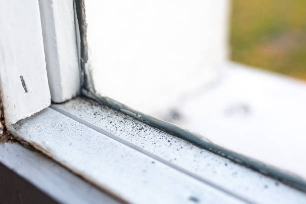 Best Mold Remediation for Healthcare Facilities  in Masonville, KY