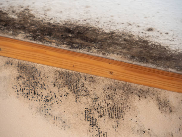 Best Basement Mold Removal  in Masonville, KY
