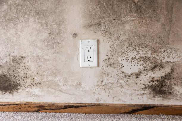 Best HVAC Mold Inspection and Cleaning  in Masonville, KY