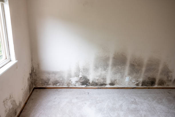 Best Residential Mold Inspection & Testing  in Masonville, KY