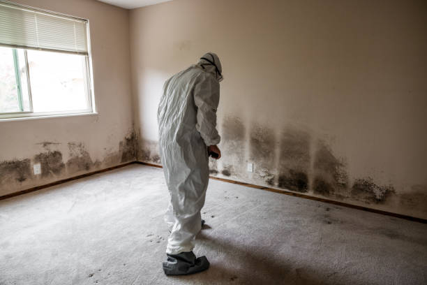 Best Forensic Mold Investigation  in Masonville, KY