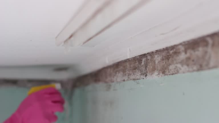 Best Water Damage & Mold Remediation  in Masonville, KY